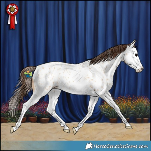 Horse Color:Bay Dun Splash Appaloosa