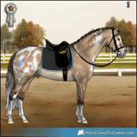 Horse Color:Gray White Spotted Bay Dun Splash Blanket Rabicano 