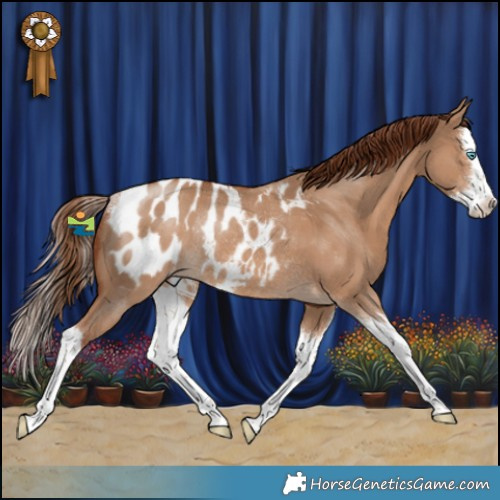 Horse Color:White Spotted Red Dun Splash Appaloosa Rabicano