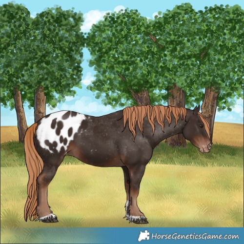Horse Color:Liver Chestnut Tobiano Blanket 