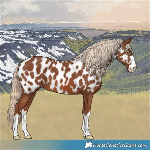 Horse Color:Chestnut Near Leopard 