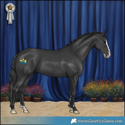 Horse Color:Black Splash 