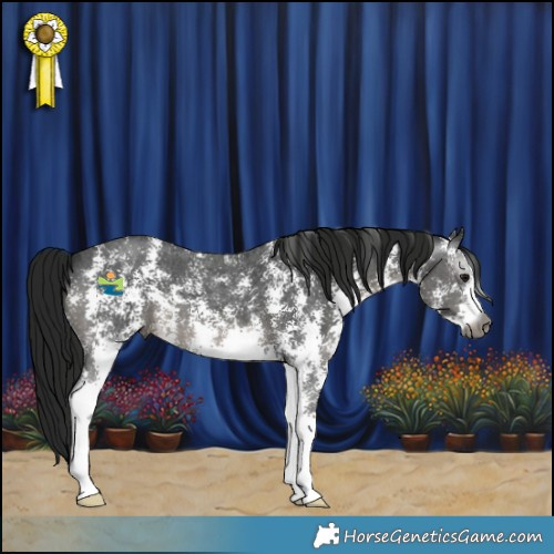 Horse Color:Gray Smoky Black Sabino