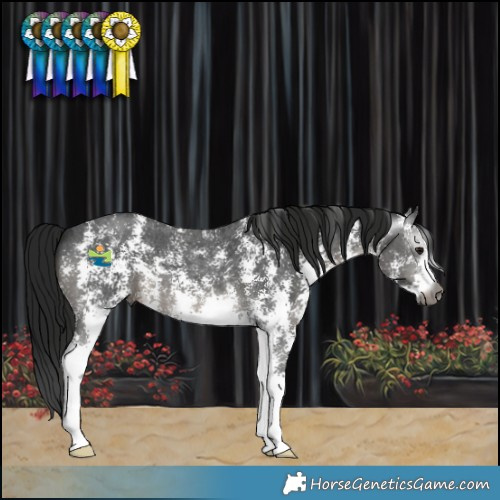 Horse Color:Gray Smoky Black Sabino 