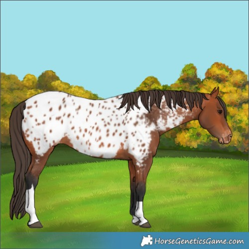 Horse Color:Bay Tobiano Near Leopard 