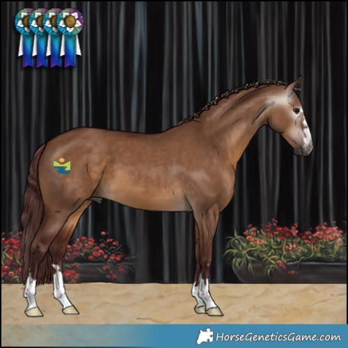 Horse Color:Gray Chocolate Bay Dun 