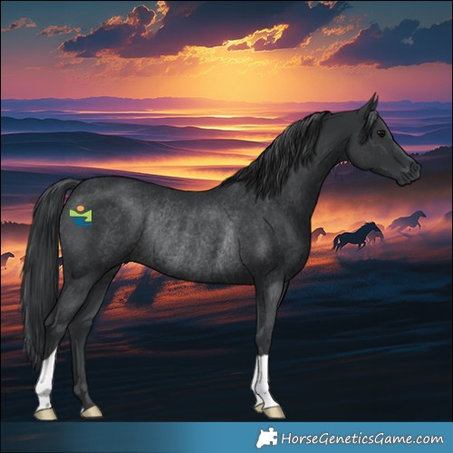 Horse Color:Black Rabicano