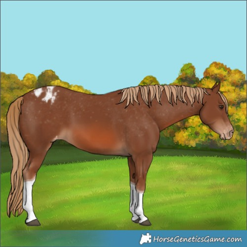 Horse Color:Chestnut Tobiano Blanket