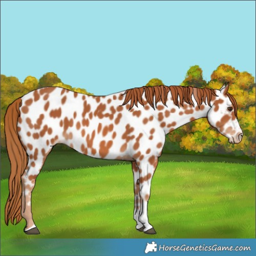 Horse Color:Chestnut Tobiano Near Leopard 