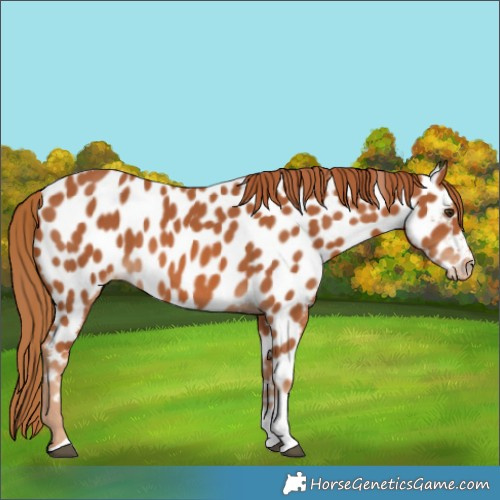 Horse Color:Chestnut Tobiano Near Leopard 