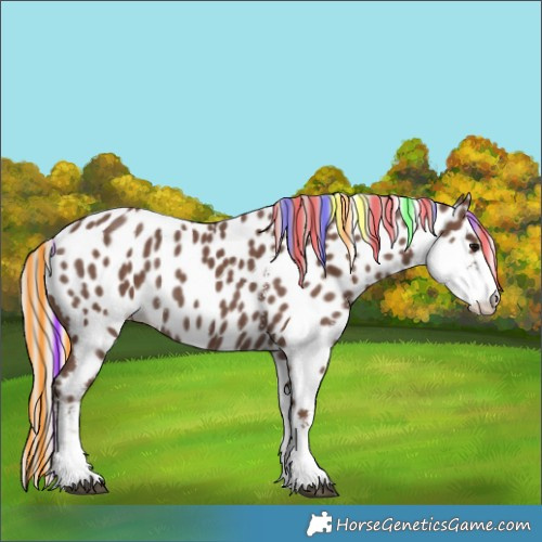 Horse Color:Painted Silver Black Sabino Appaloosa Rabicano