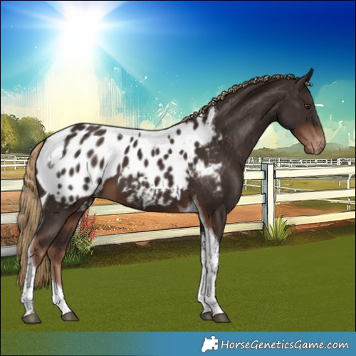 Horse Color:Liver Chestnut Tobiano Blanket