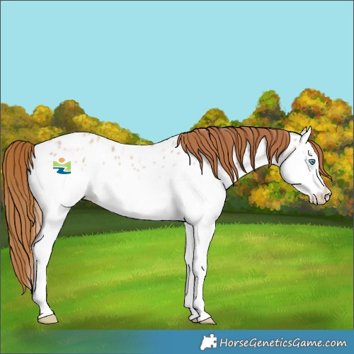 Horse Color:Red Roan Splash Near Leopard