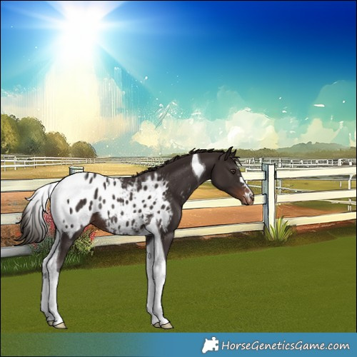 Horse Color:Liver Chestnut Tobiano Appaloosa Rabicano 