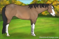 Horse Color:Bay Dun Splash