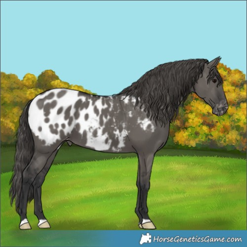 Horse Color:Grullo Blanket
