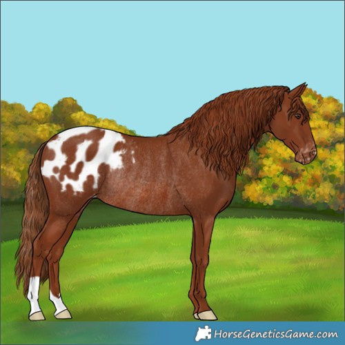 Horse Color:Chestnut Blanket Rabicano 