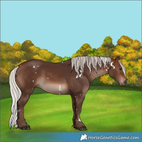 Horse Color:White Spotted Silver Brown