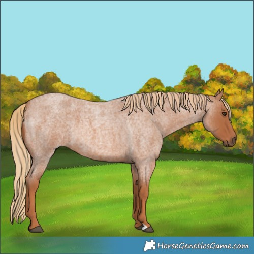 Horse Color:Red Roan 