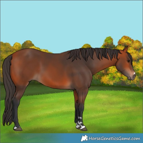 Horse Color:Bay 