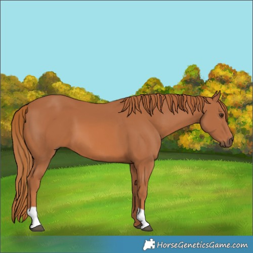 Horse Color:Chestnut 