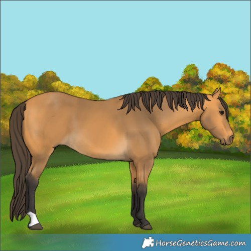 Horse Color:Buckskin 