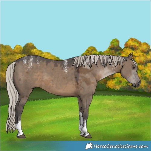 Horse Color:Powder White Gray Silver Grullo Tobiano Rabicano