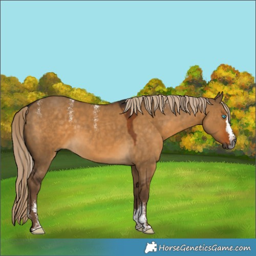 Horse Color:Powder White Gray Chocolate Palomino Dun Splash Rabicano 