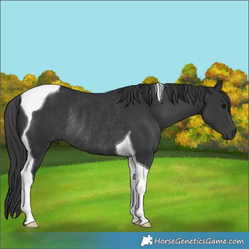 Horse Color:Black Tobiano Rabicano