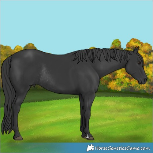 Horse Color:Black Rabicano 