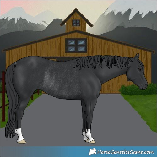 Horse Color:Black Rabicano