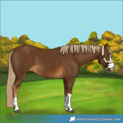 Horse Color:Chocolate Palomino