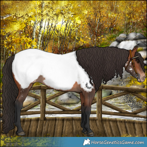 Horse Color:Bay Snowcap 