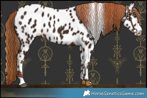 Horse Color:Liver Chestnut Near Leopard 