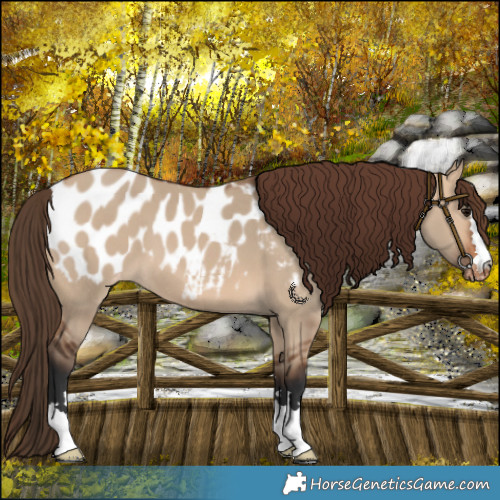 Horse Color:Bay Dun Blanket