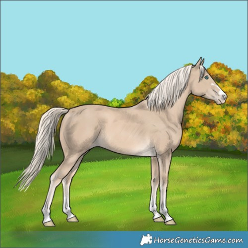 Horse Color:Cremello