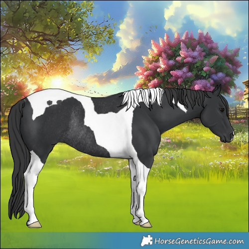Horse Color:Black Tobiano Rabicano