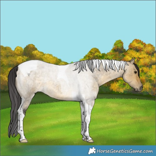 Horse Color:Buckskin Roan Dun Tobiano