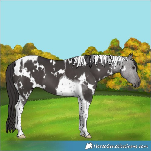 Horse Color:White Spotted Smoky Black Tobiano