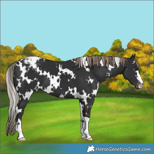 Horse Color:White Spotted Liver Chestnut Blanket 