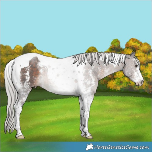 Horse Color:Silver Brown Sabino Tobiano Rabicano