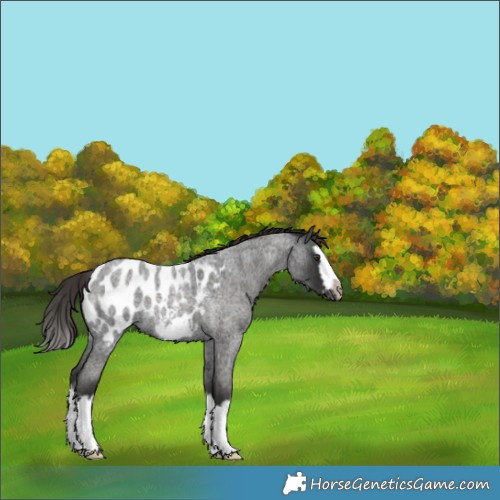 Horse Color:Liver Red Roan Splash Frame Near Leopard Rabicano 