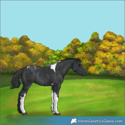 Horse Color:Black Tobiano Rabicano 