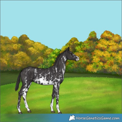 Horse Color:Smoky Black Sabino Rabicano 