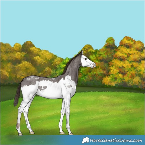 Horse Color:Liver Red Roan Splash 