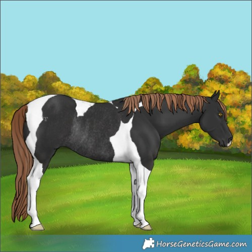 Horse Color:Liver Chestnut Tobiano Rabicano 