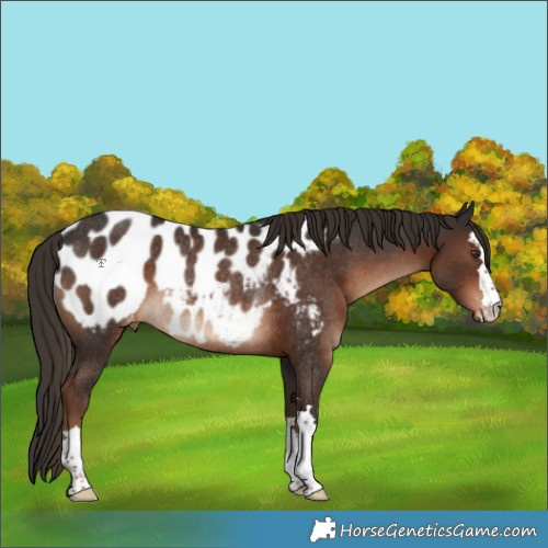 Horse Color:Liver Chestnut Near Leopard Rabicano