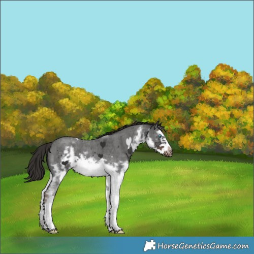 Horse Color:White Spotted Liver Chestnut Sabino Splash Frame 
