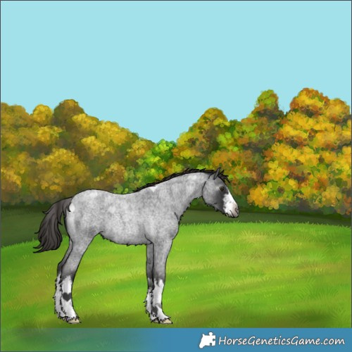 Horse Color:Gray White Spotted Liver Red Roan Rabicano