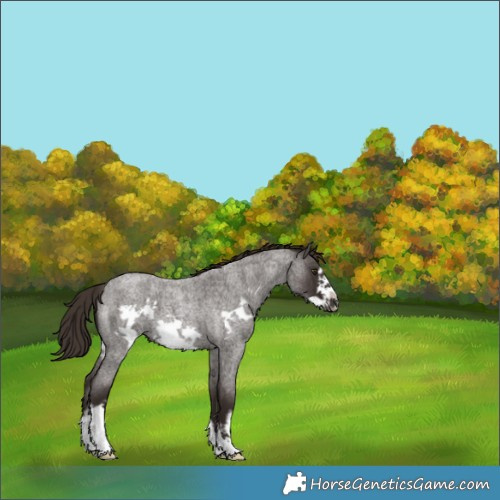 Horse Color:White Spotted Liver Red Roan Frame
